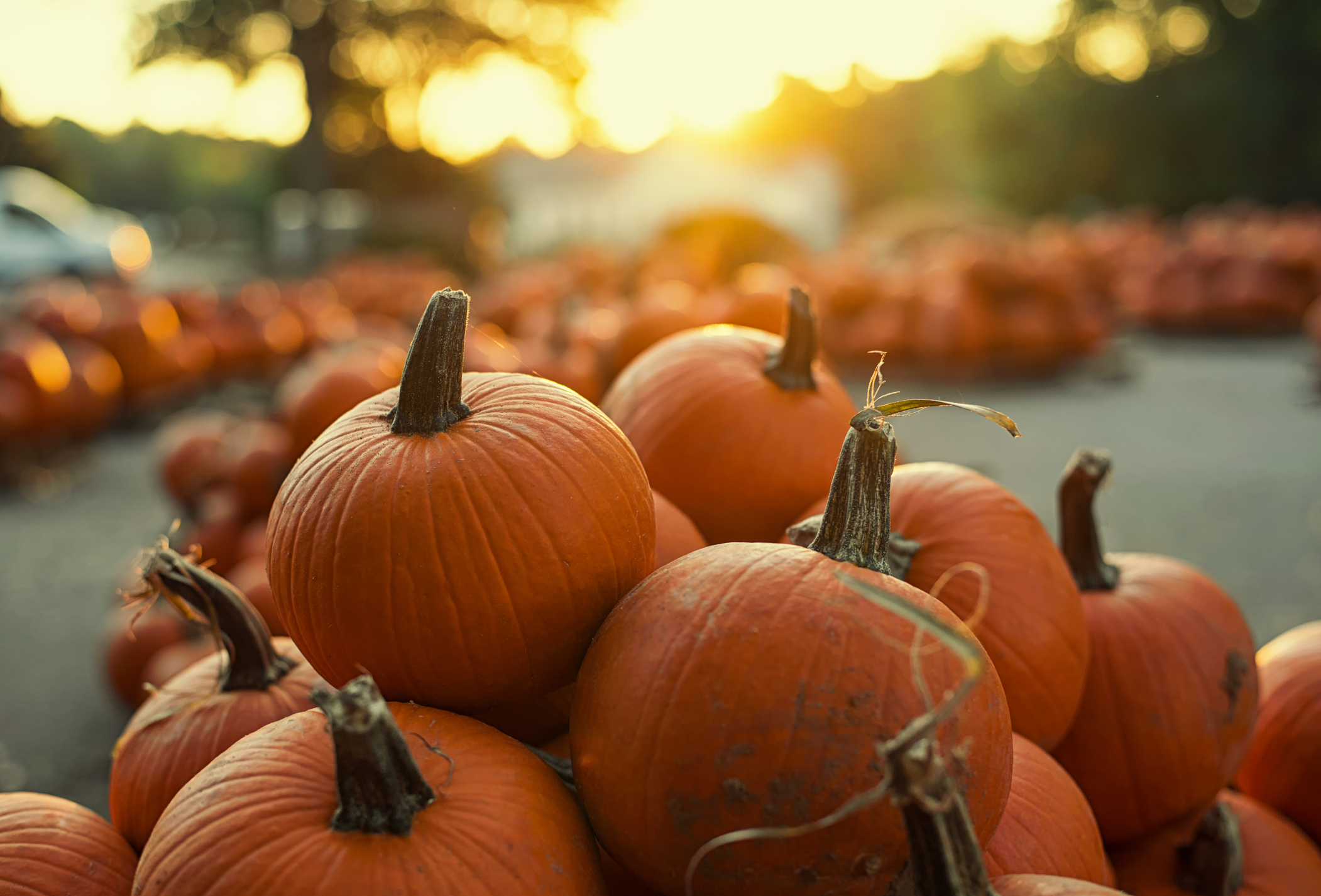 Flyer for Queens County Farm Museum Pumpkin Patch Opening