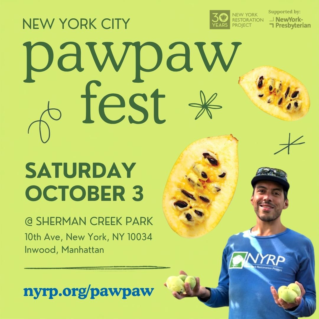 Flyer for New York City Pawpaw Fest